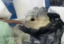 Масштабная спасательная операция птиц на Кубани увенчалась успехом 430da2d2-3480-4f03-9aed-d79416f13e9e-67c9bcd0