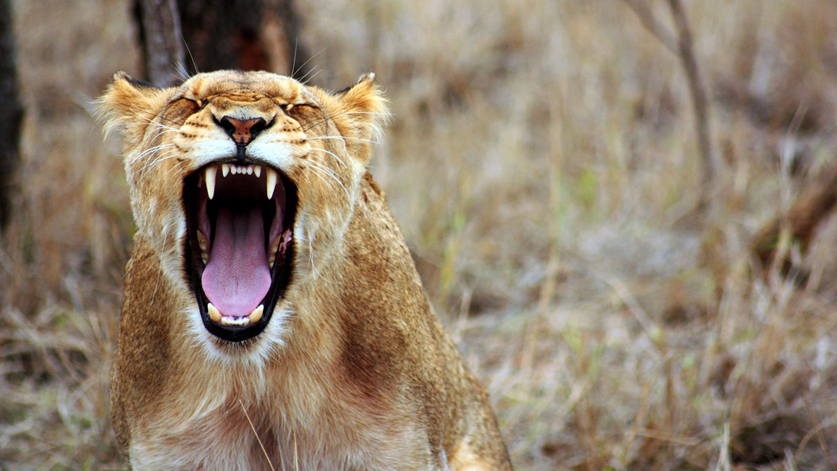 В Зимбабве нашли живым мальчика, который провел пять дней среди диких львов