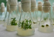 Генетика и наше здоровье: научный взгляд на безопасность ГМО 56366cfd-2cab-45f3-9e9f-f4a1dd7abdb2-67d0f06a