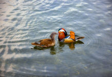 Брачное поведение птиц раскрывает тайны их долголетия 719e3ca2-7d50-4a03-b5aa-6ae31fd21a92-67d98f5e