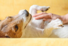 Забота о лапах собаки во время зимних прогулок 894f0343-9c89-4321-9f82-25505ed99242-67eaff8e