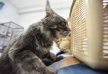 Путешествуем с питомцами в поездах дальнего следования 9c1c5e01-6a8d-4584-9413-9f1bfc2d3558-67e13103