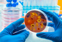 Прорыв в микробиологии: как бактерии используют вирусы в качестве союзников 9e8800e7-f189-42a2-ab9e-aeb1e43a5013-67d35f63