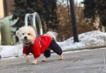 Комфортная погода порадует москвичей на первой рабочей неделе года Морозная погода в Москве