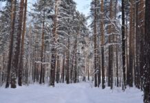c7e99515-4c3a-4d5a-9092-e3dec1cc8661-67cac3ec
