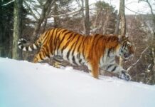 В Приморье выясняют обстоятельства гибели амурского тигра fb239bcc-ce8c-4d9b-8f19-5a444721fa67-67e2dbf2