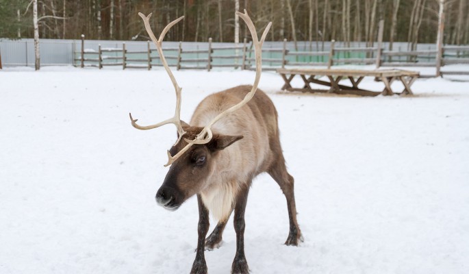 Кузбассовцы встретили бегущего по трассе оленя (видео)