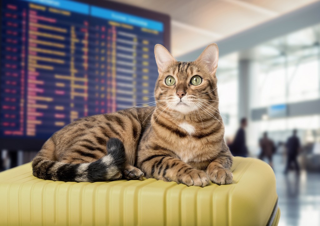 Кот задержал отправление самолета на два дня