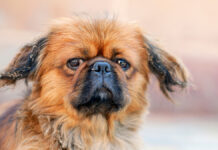 Спасенный пекинес обретет дом после трагических событий в Донецке FunnyPekingeseDogSittingInTheGarden