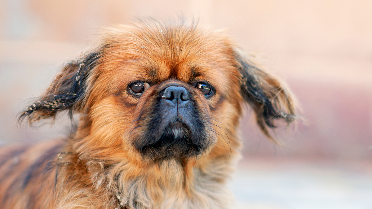 Издевавшийся над собакой мужчина в Донецке покончил с собой