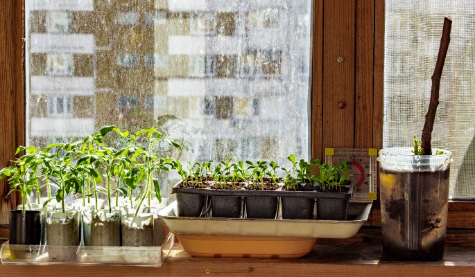 Рассада всем на зависть: как сделать парник на подоконник своими руками
