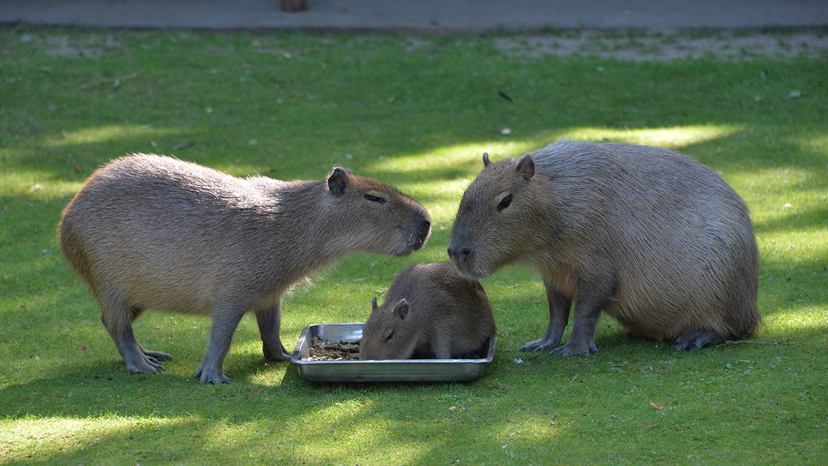 Московский зоопарк сообщил о рождении детенышей капибары и равнинной гориллы