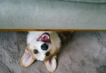 Правильное питание собак улучшает их здоровье и самочувствие a9ac4e7e-12ef-4931-acba-9ecd642e958e-67f6b027