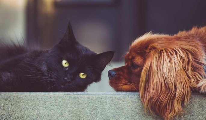 "Вплоть до летального исхода": ветеринар заявил о важности обработки питомцев от клещей