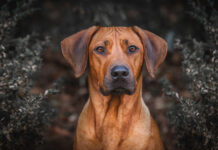 Правильное питание домашнего питомца c4fa3b9e-a6f8-414f-a72d-a67510a4057e-67f20b31