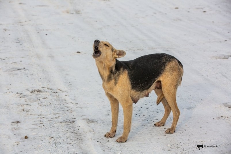 Фото: primamedia.ru