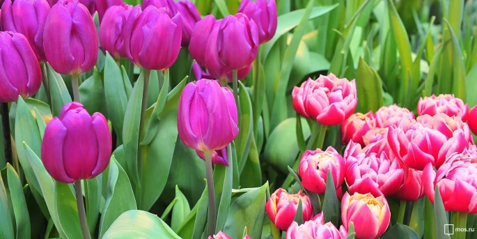 Завершилась подготовка цветников Москвы к зиме