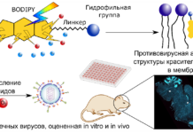 Прорыв в создании универсальных противовирусных препаратов нового поколения e813b8b1-86b0-43cc-bf4e-c6bf61a53332-67f7df2a