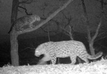 Романтика на высоте в Приморье — леопарды устроили свидание на дереве f86fe5d6-cd90-4eb7-ae23-1cd36f159bc9-68028f56