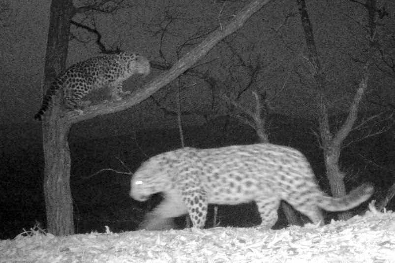 В Приморье леопарды устроили свидание на дереве ФГБУ &quotЗемля леопарда&quot