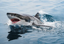AGreatWhiteSharkThatAppearedAboveTheWater