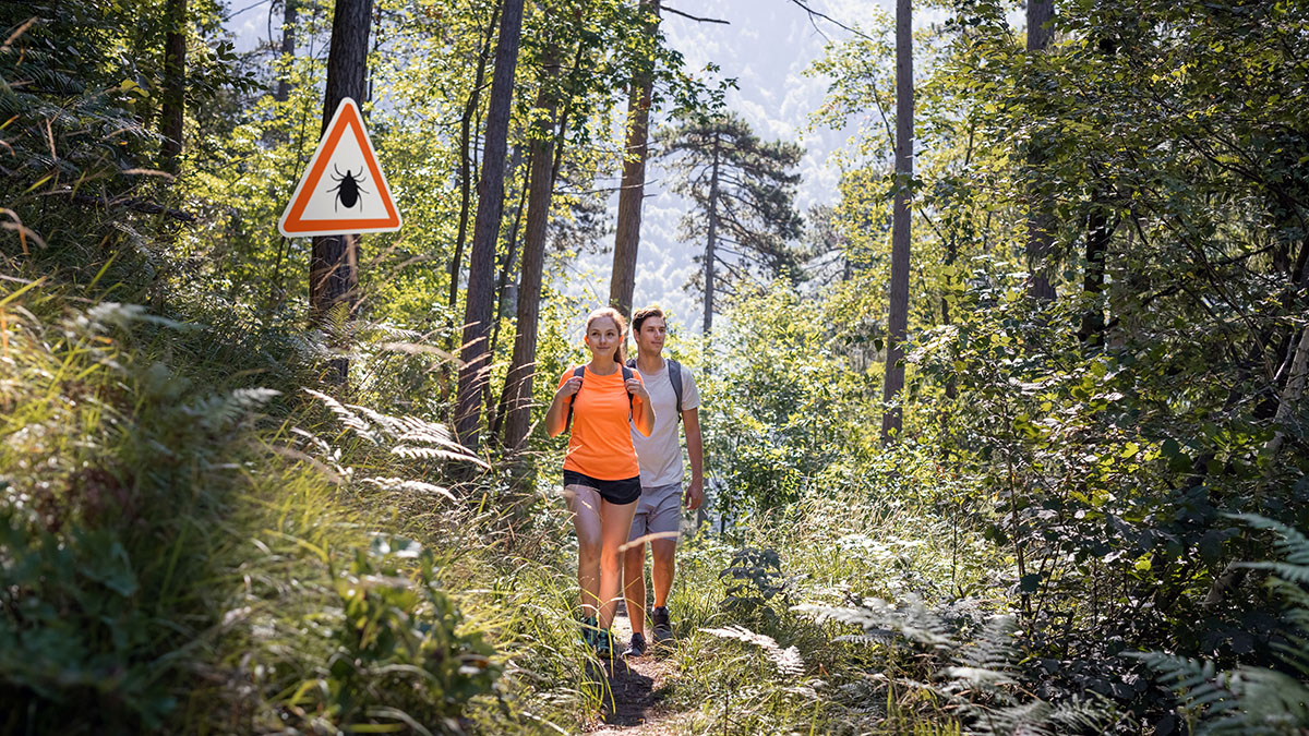 Что делать, если укусил клещ