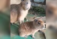 Московский зоопарк радует посетителей новым обитателем moskovskij zoopark raduet posetitelej novym obitatelem-urbandigest-ru-174047422100-0