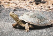 neveroyatnaya nahodka cherepaha provela desyatiletie pod polom i vyzhila-urbandigest-ru-174061896900-0