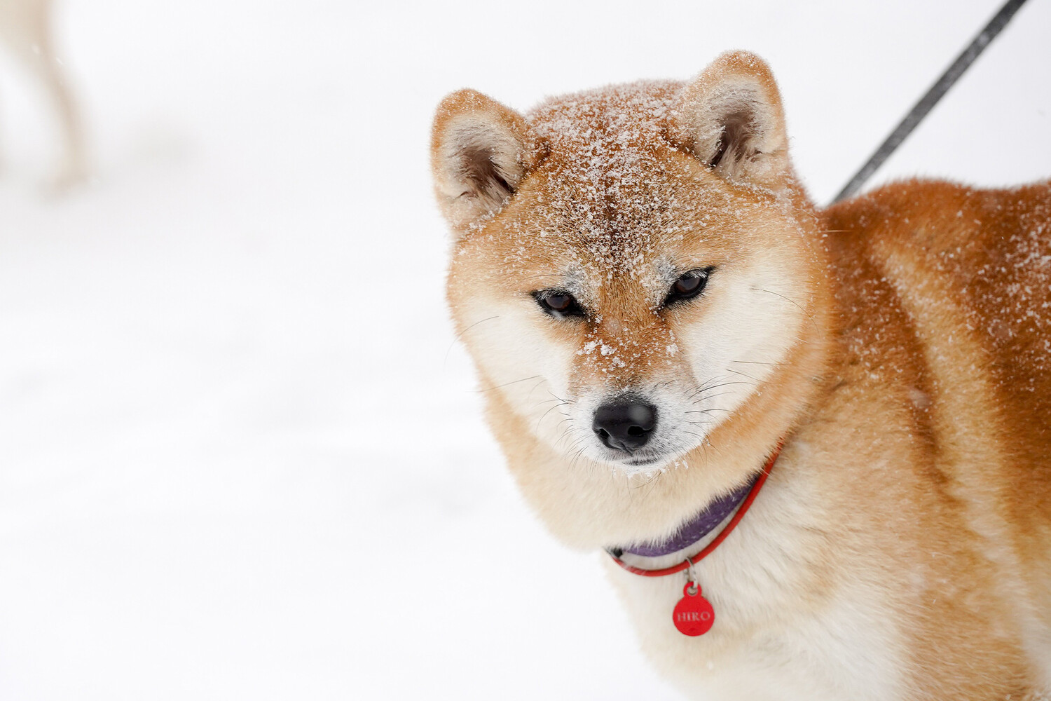 Секреты собачьего языка: как расшифровать послания вашего питомца-0