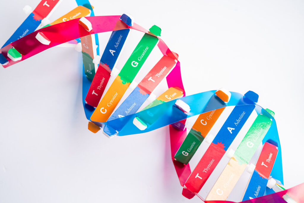 схематичное изображение днк