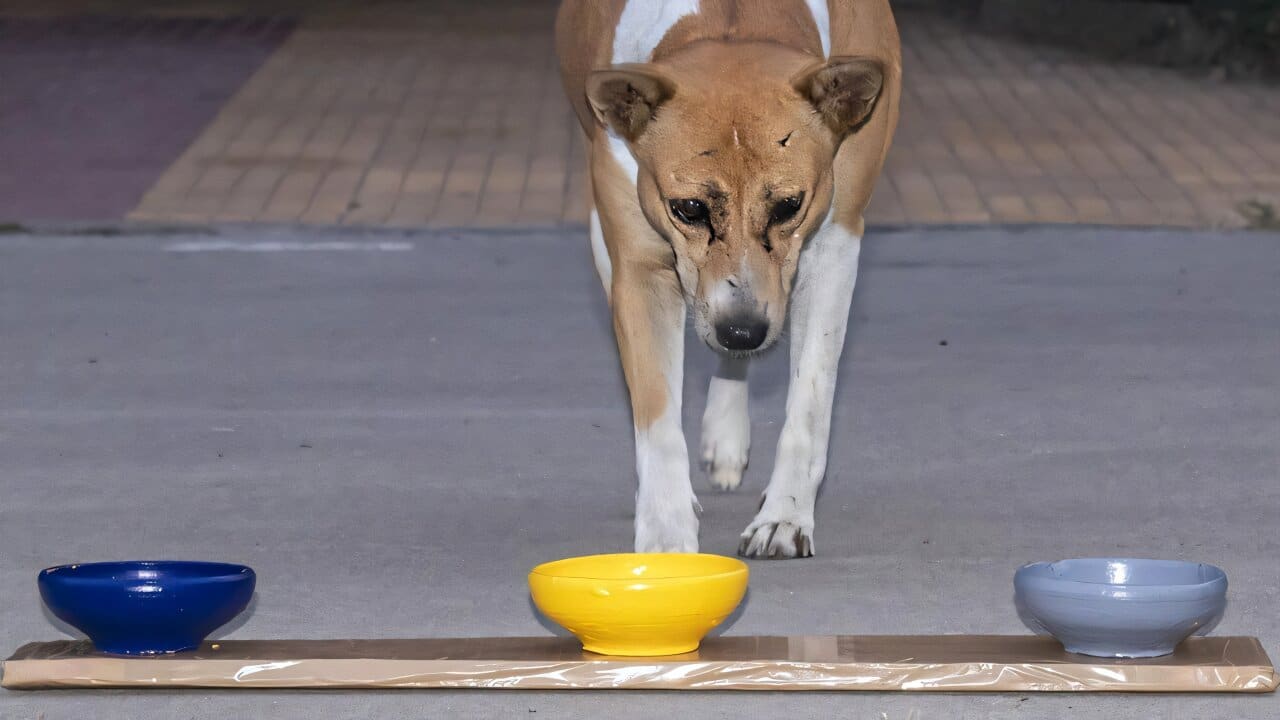 Собаки обожают солнечные оттенки-0
