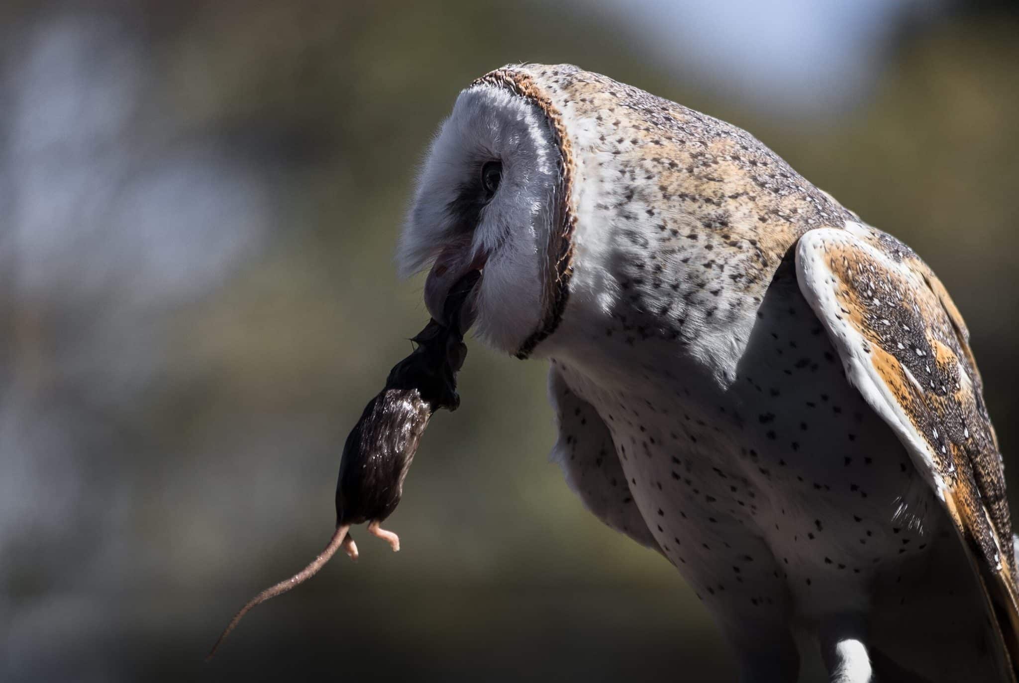 Удивительное возвращение сумчатой мыши Дугласа-0