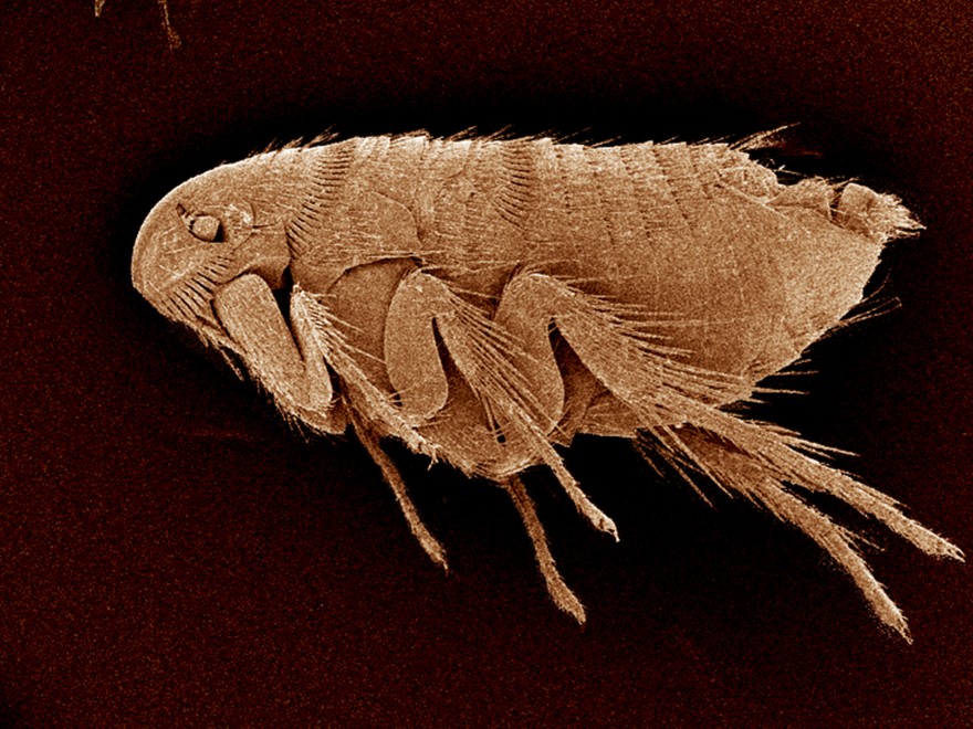 блоха под микроскопом