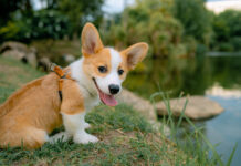 Эксперт назвал проверенные методы защиты домашних животных от клещей ekspert nazval proverennye metody zashhity domashnih zhivotnyh ot kleshhej-urbandigest-ru-174178354500-0