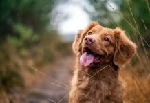 Госдума и Владимир Бурматов предлагают новые меры по защите бездомных животных в России gosduma i vladimir burmatov predlagayut novye mery po zashhite bezdomnyh zhivotnyh v rossii-urbandigest-ru-174286231200-0