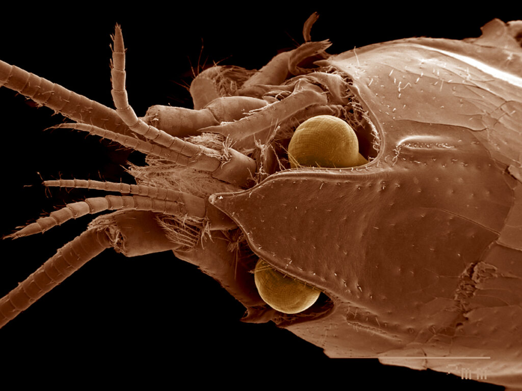 кожный клещ