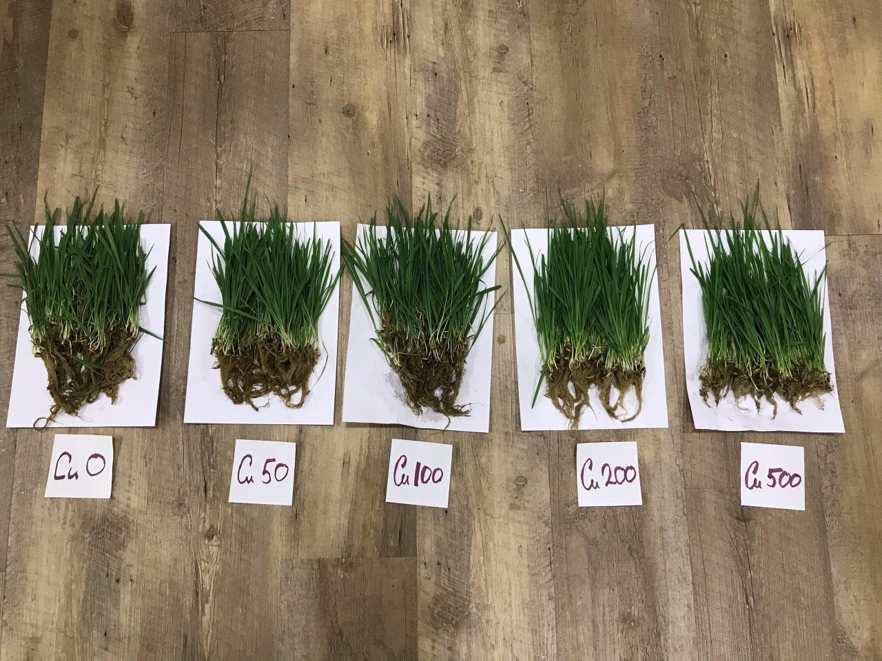 Овес ТюмГУ эффективно очищает почву от меди и цинка в исследованиях Александра Петухова-0