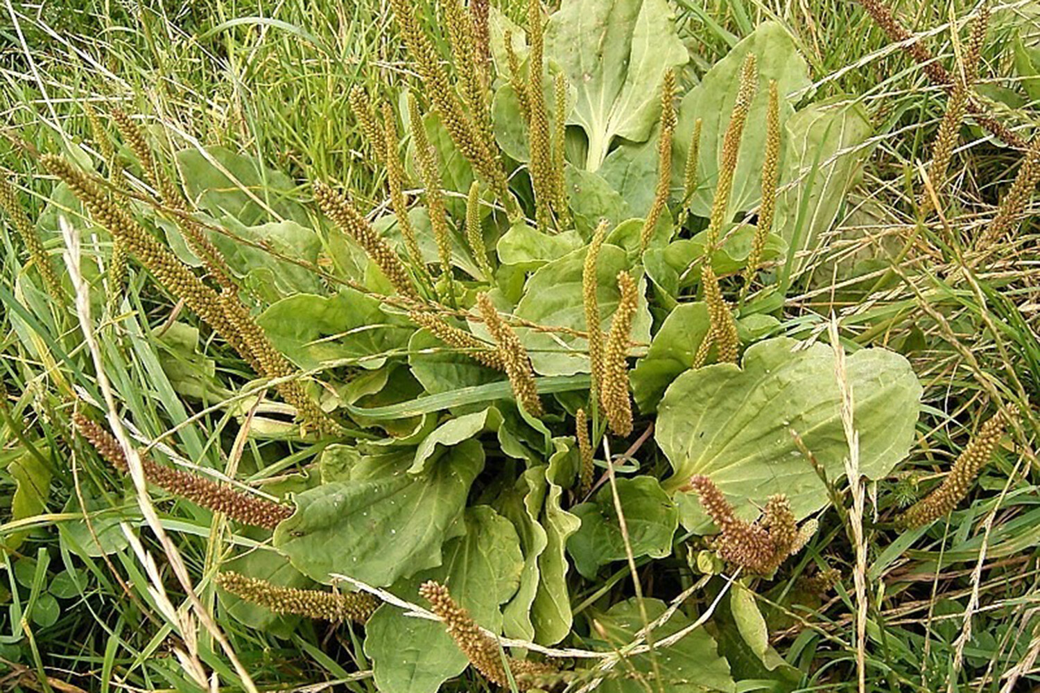 Подорожник Plantago major побеждает Borrelia открытия ученых Таллиннского технического университета-0