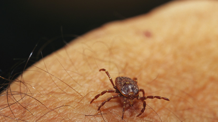 В Пермском крае предупредили о ранней активности клещей этой весной