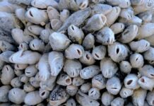 Россельхознадзор обеспечил безопасность потребителей в Приморье rosselhoznadzor obespechil bezopasnost potrebitelej v primore-urbandigest-ru-174171690800-0