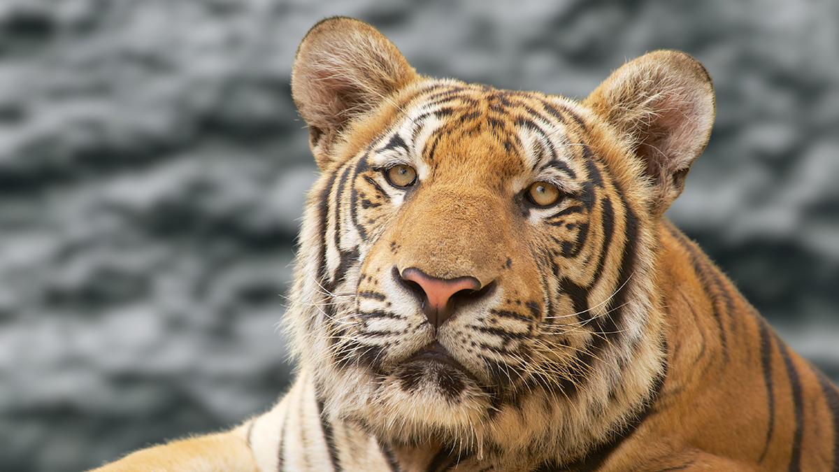 В приморской крае амурский тигр убил лесничего