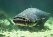 Удачливый рыболов из Малайзии поймал гигантского сома-валлаго и выгодно продал в Китай udachlivyj rybolov iz malajzii pojmal gigantskogo somavallago i vygodno prodal v kitaj-urbandigest-ru-174236994900-0