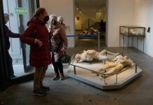 Удивительная трансформация мозга под воздействием вулканической стихии udivitelnaya transformacziya mozga pod vozdejstviem vulkanicheskoj stihii-urbandigest-ru-174102569200-0