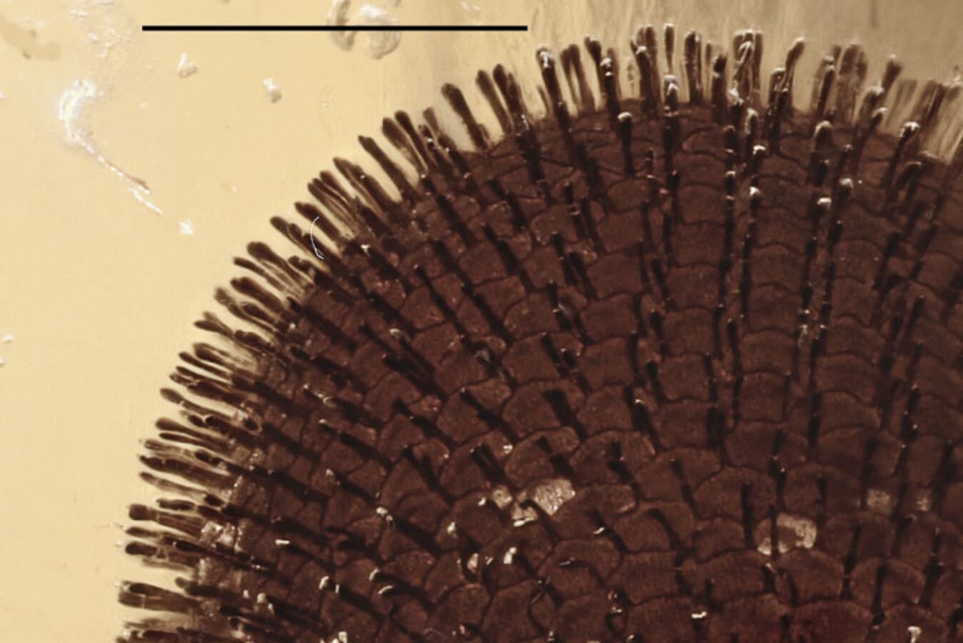 Уникальная находка в балтийском янтаре: первая бабочка-0