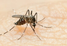 В АТОР прокомментировали информацию о лихорадке денге во Вьетнаме v ator prokommentirovali informacziyu o lihoradke denge vo vetname-urbandigest-ru-174099338500-0