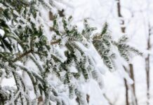 Яркие погодные контрасты ожидают Приморье 8 Марта yarkie pogodnye kontrasty ozhidayut primore 8 marta-urbandigest-ru-174173523900-0