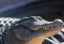 Close-upOfTheHeadOfAnAdultAmericanAlligatorBasking