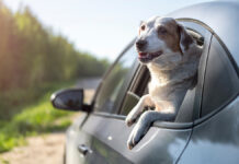 Александр Патешман делится советами по организации отдыха в Турции и Казани ACuteWhiteDogLooksOutTheWindowOfA