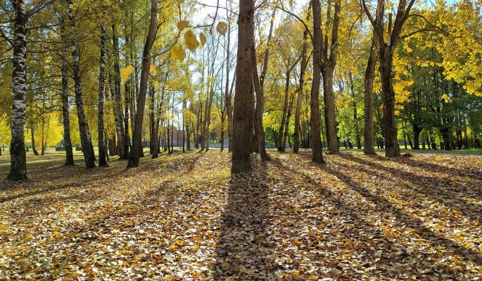 Куприянов день: народные приметы 15 октября 2022 года