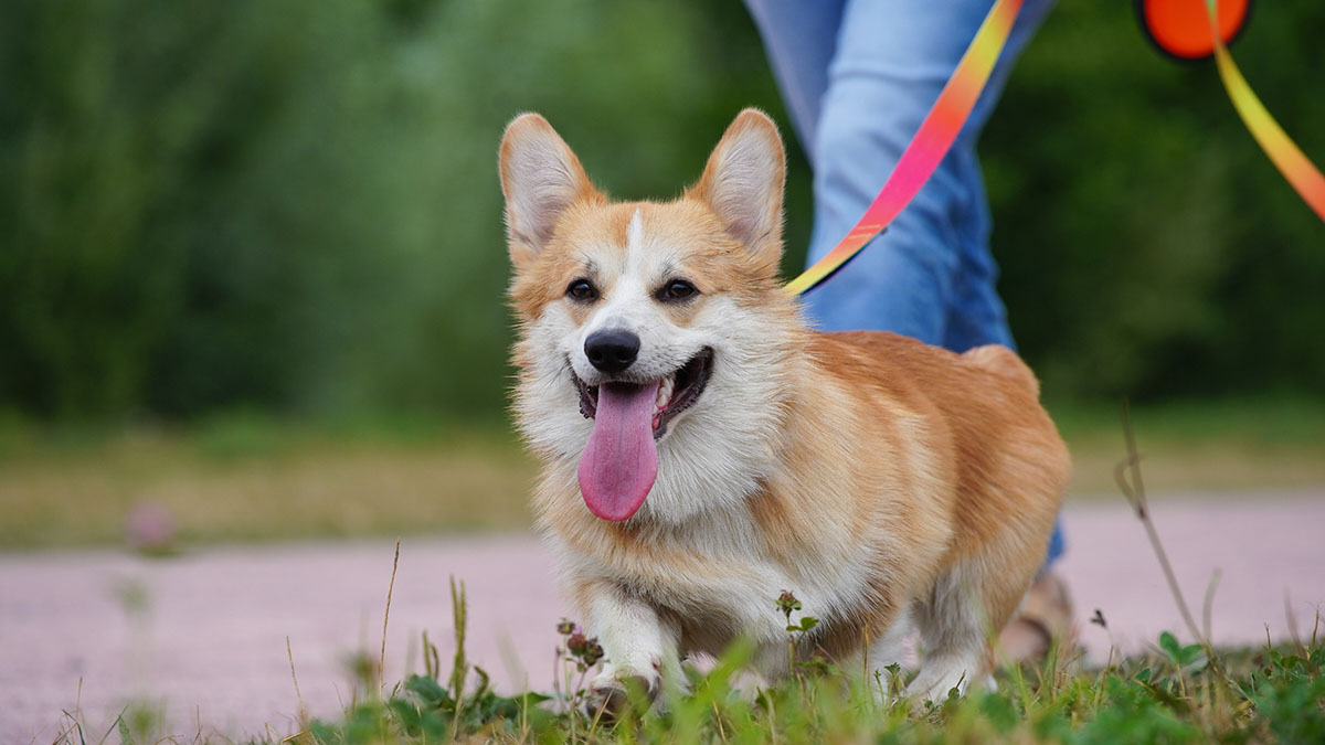 Фестиваль для любителей домашних животных «Лапки» от VK и mos.ru пройдет в Москве